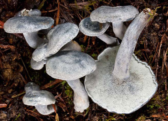 Albatrellus caeruleoporus - Fungi species | sokos jishebi | სოკოს ჯიშები